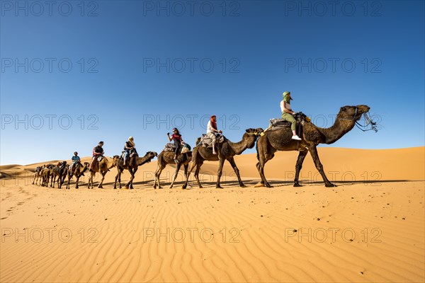 Caravan with dromedaries (Camelus dromedarius)