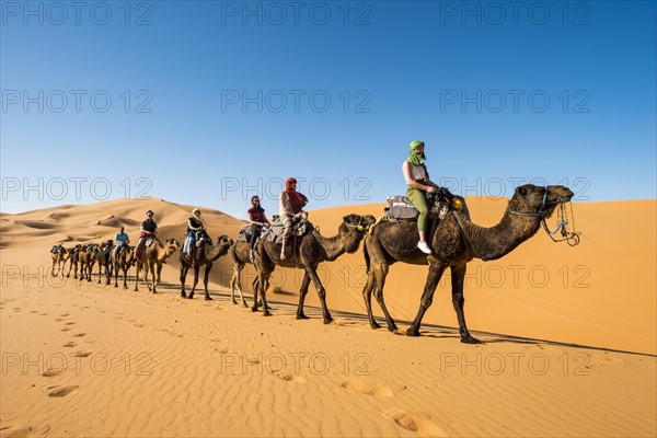 Caravan with dromedaries (Camelus dromedarius)