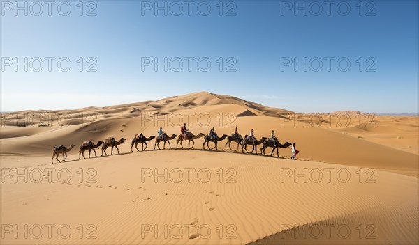 Caravan with dromedaries (Camelus dromedarius)