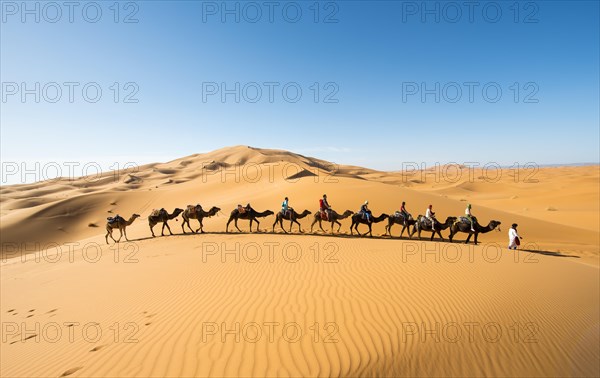 Caravan with dromedaries (Camelus dromedarius)