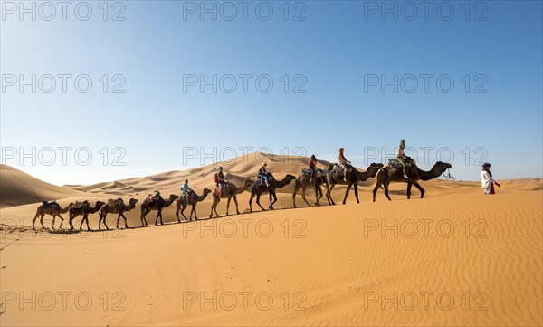 Caravan with dromedaries (Camelus dromedarius)