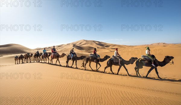 Caravan with dromedaries (Camelus dromedarius)