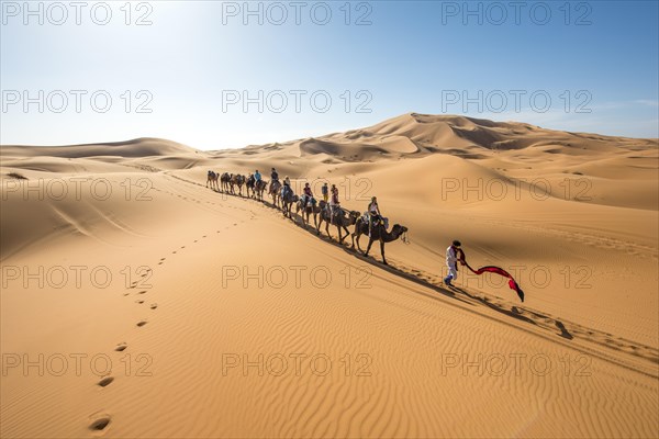 Caravan with dromedaries (Camelus dromedarius)