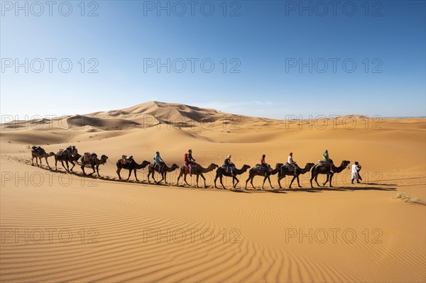 Caravan with dromedaries (Camelus dromedarius)