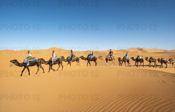 Caravan with dromedaries (Camelus dromedarius)