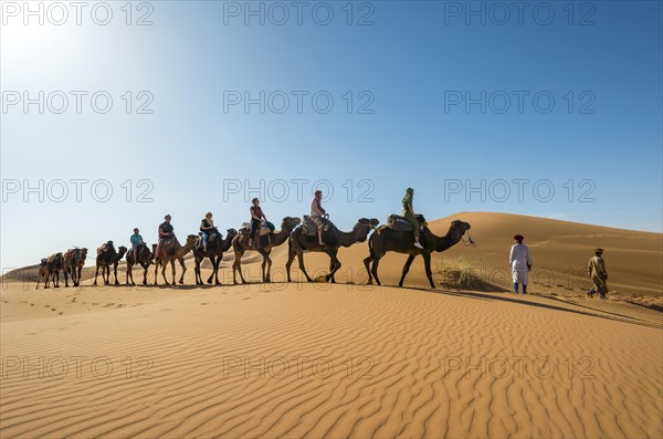 Caravan with dromedaries (Camelus dromedarius)