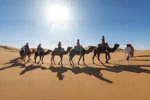 Caravan with Dromedary (Camelus dromedarius)