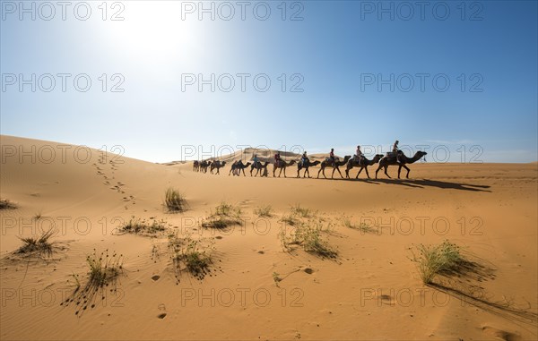 Caravan with dromedaries (Camelus dromedarius)