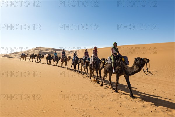 Caravan with dromedaries (Camelus dromedarius)