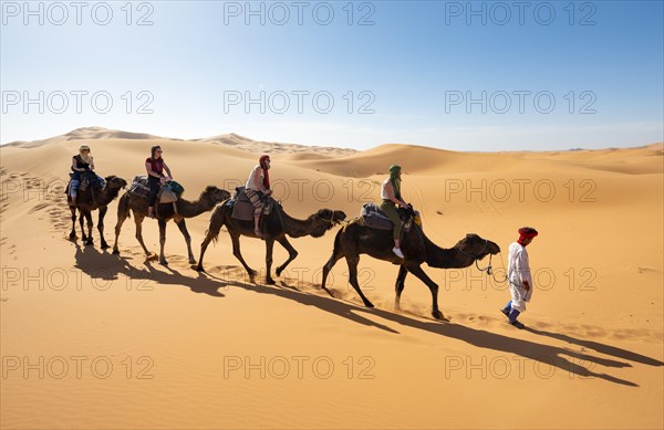 Caravan with dromedaries (Camelus dromedarius)