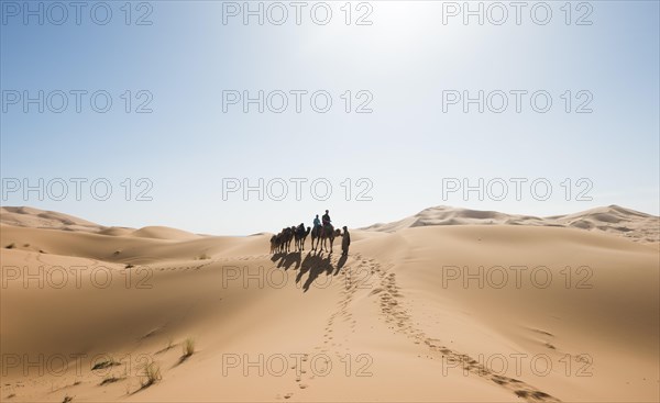 Caravan with Dromedary (Camelus dromedarius)