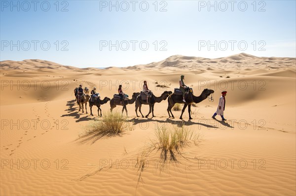 Caravan with dromedaries (Camelus dromedarius)