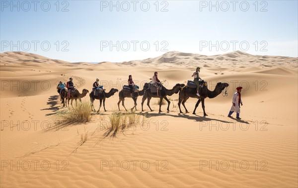 Caravan with dromedaries (Camelus dromedarius)