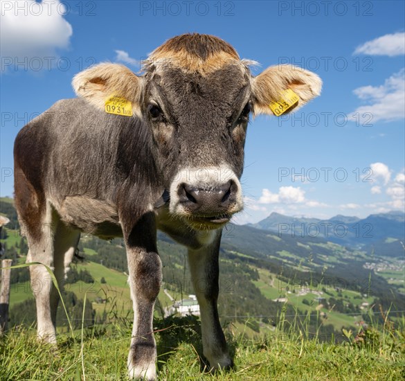 Young calf (Bos primigenius taurus) on a mountain pasture