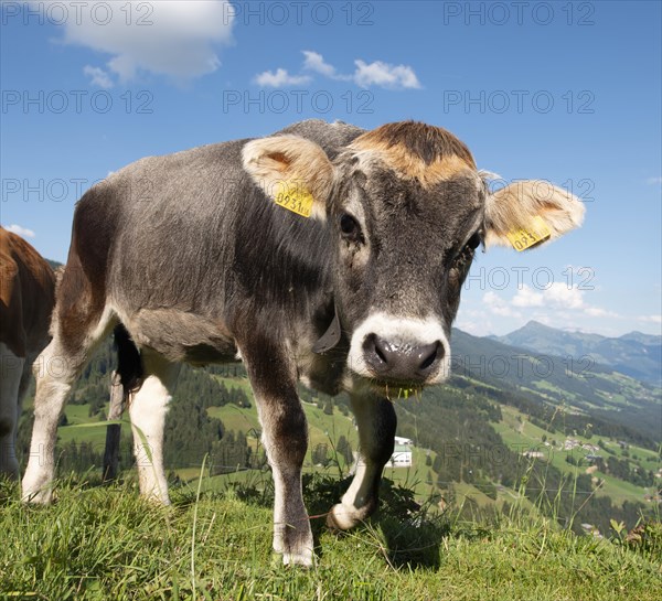 Young calf (Bos primigenius taurus) on a mountain pasture