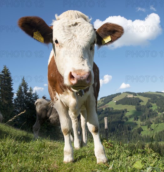 Young calf (Bos primigenius taurus) on a mountain pasture