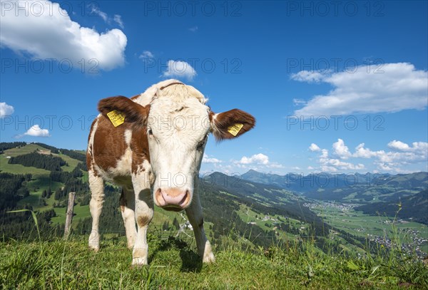 A young calf (Bos primigenius taurus) on a mountain pasture