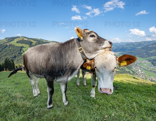 Two young calves (Bos primigenius taurus) cuddling together on alpine meadow