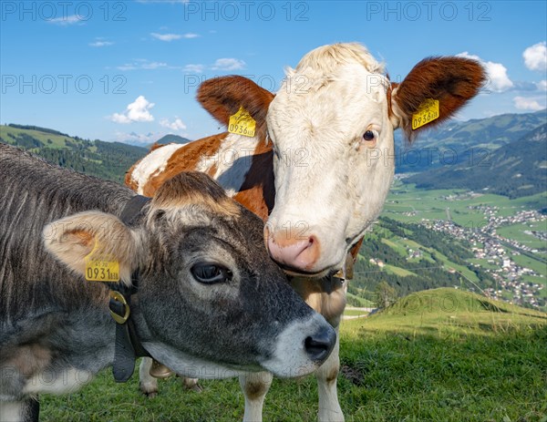 Two young calves (Bos primigenius taurus) cuddling together on alpine meadow