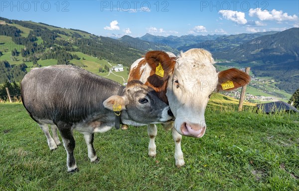 Two young calves (Bos primigenius taurus) cuddling together on alpine meadow