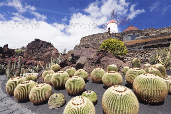 Cactus Garden Jardin de Cactus by Cesar Manrique