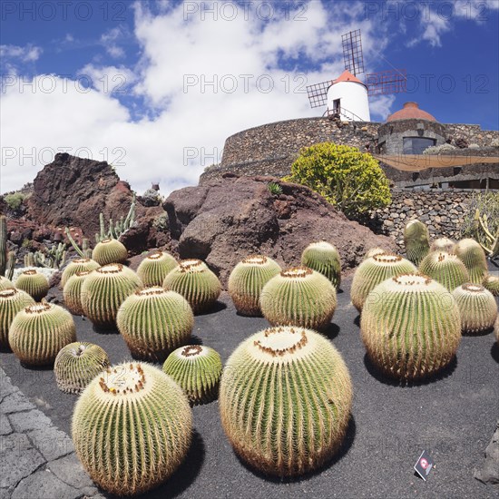 Cactus Garden Jardin de Cactus by Cesar Manrique