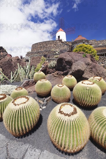 Cactus Garden Jardin de Cactus by Cesar Manrique