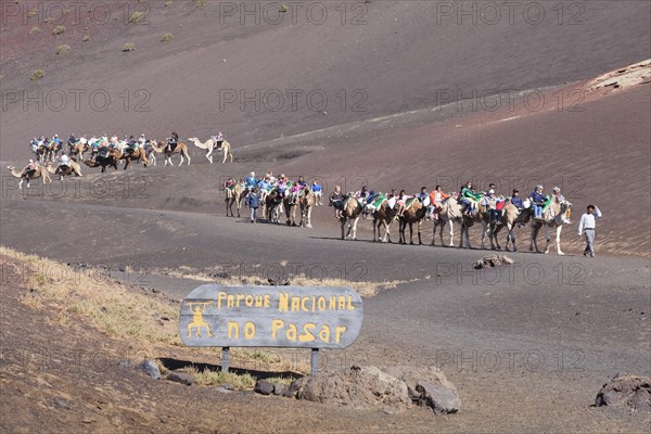 Tourists riding on dromedaries in Timanfaya National Park