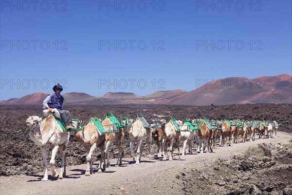 Caravan of dromedaries in Timanfaya National Park