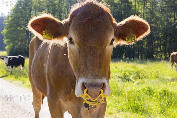 Calf with spiked nose ring