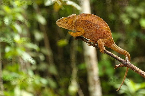 Parson's Chameleon (Calumma parsonii cristifer) female