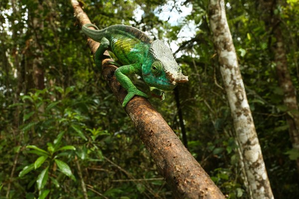 Parson's Chameleon (Calumma parsonii cristifer) male