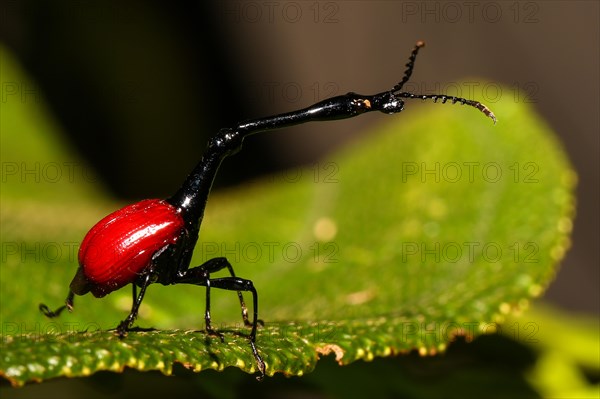 Giraffe weevil (Trachelophorus giraffa) on leaf