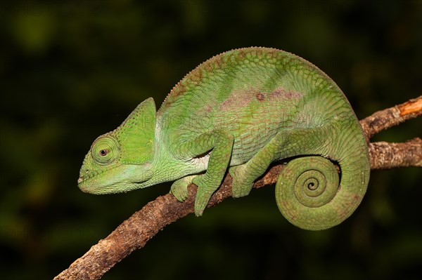 Parson's Chameleon (Calumma parsonii cristifer) young