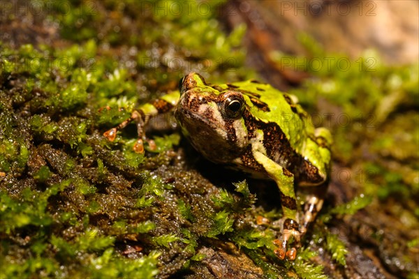 Madagascar Rain Frog (Scaphiophryne madagascariensis)