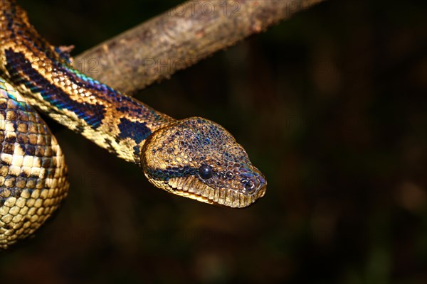 Madagascar Tree Boa (Sanzinia madagascariensis)