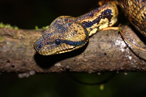 Malagasy tree boa (Sanzinia madagascariensis)