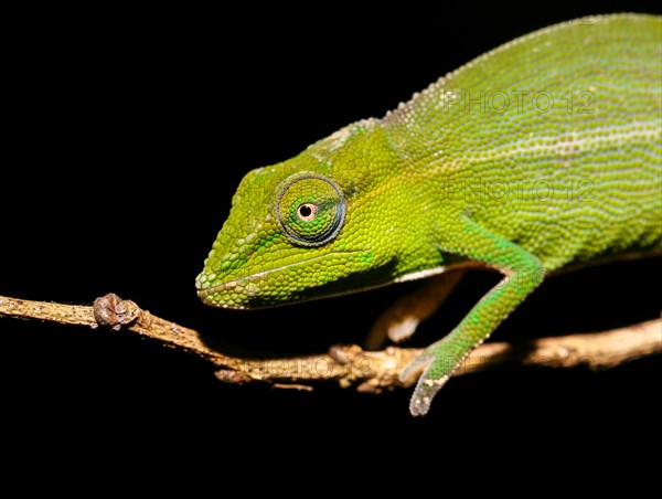 Perinet chameleon (Calumma gastrotaenia)