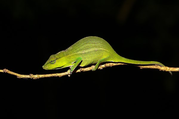 Perinet chameleon (Calumma gastrotaenia)