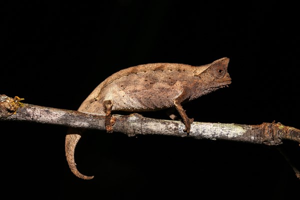 Brown leaf chameleon (Brookesia superciliaris)