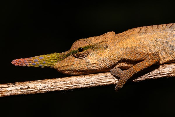 Pinocchio Chameleon (Calumma gallus) male