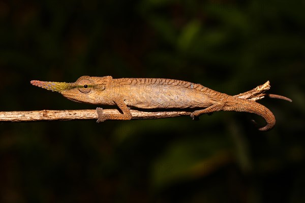 Pinocchio Chameleon (Calumma gallus) male