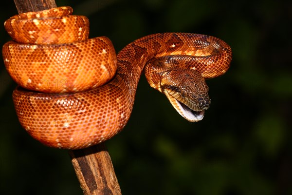 Madagascar Tree Boa (Sanzinia madagascariensis) young