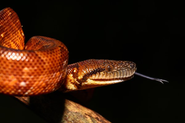 Madagascar Tree Boa (Sanzinia madagascariensis) young