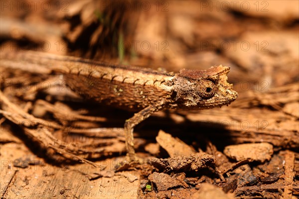 Domergue's leaf chameleon (Brookesia thieli) Analamazoatra