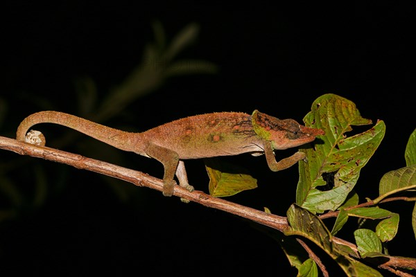 Malthe Chameleon (Calumma malthe) male