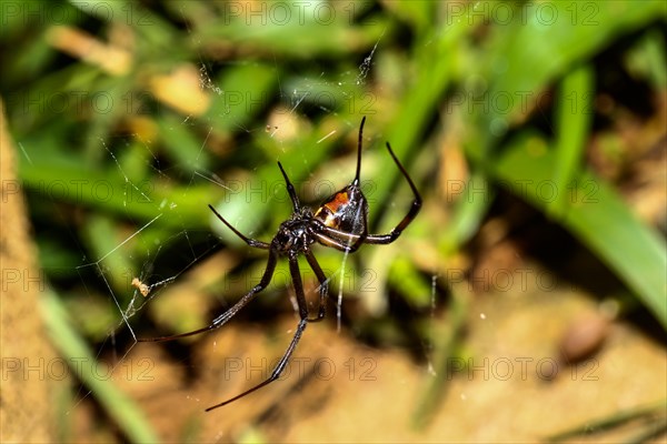 Black Widow (Latrodectus menavodi) female in web