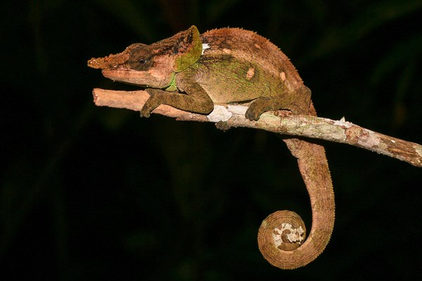 Malthe Chameleon (Calumma malthe) male