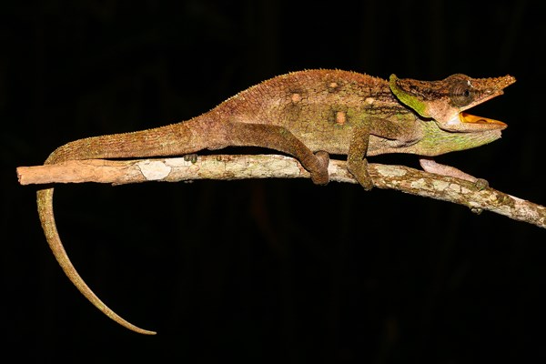 Malthe Chameleon (Calumma malthe) male