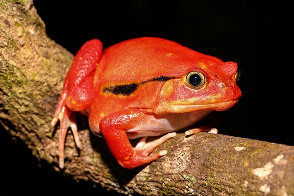 Tomatenfrosch (Dyscophus antongilii)